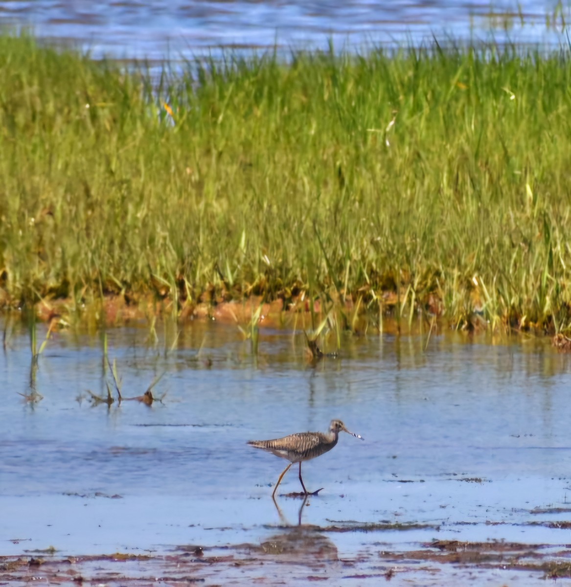 plystresnipe - ML638322256