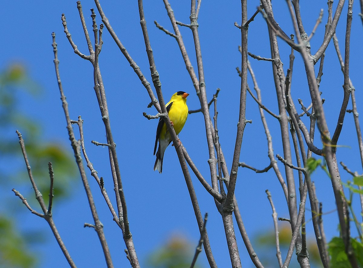 gulstillits - ML638322257