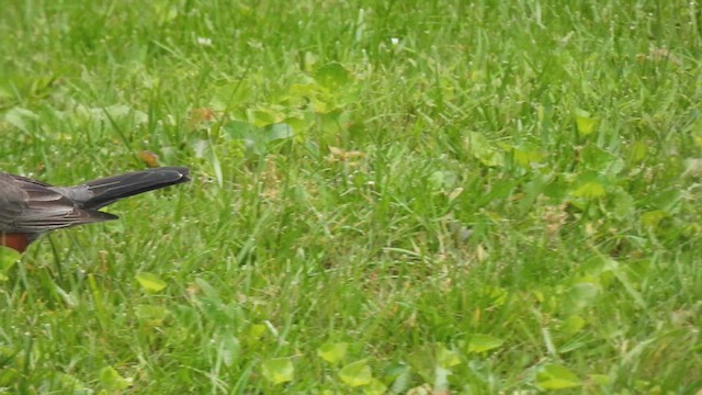 American Robin - ML638322261