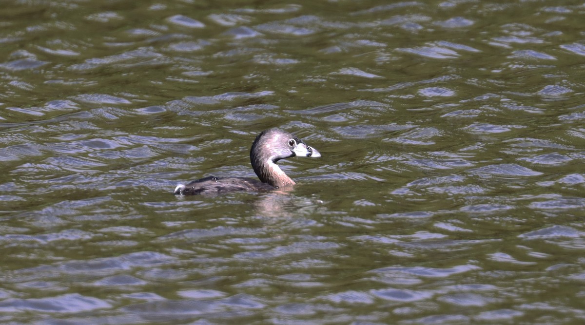 Pied-billed Grebe - ML638322263