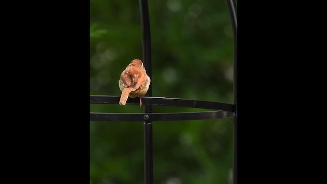 Carolina Wren - ML638322264