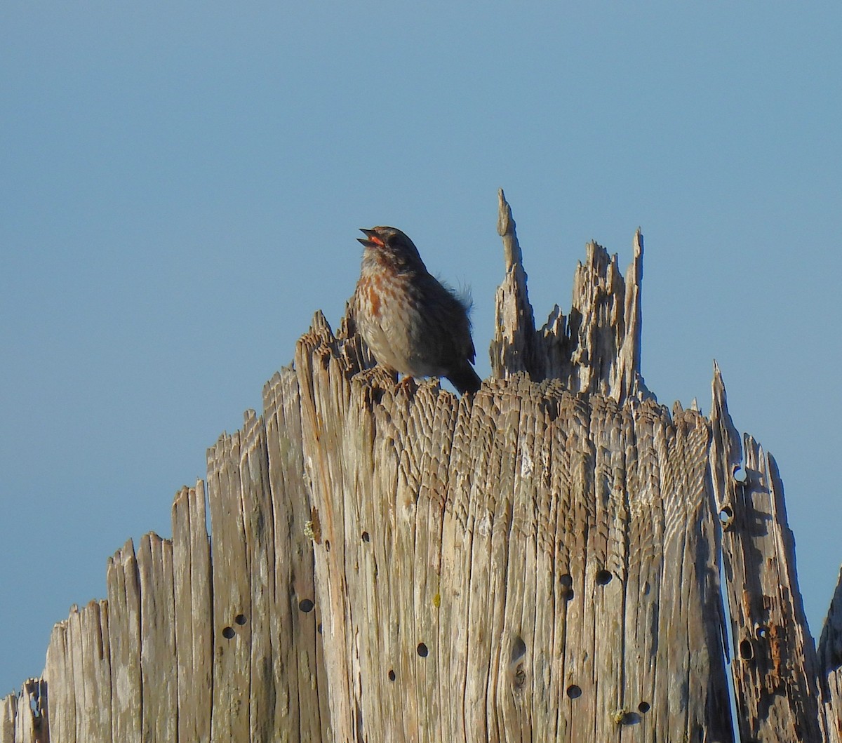 Song Sparrow - ML638322266
