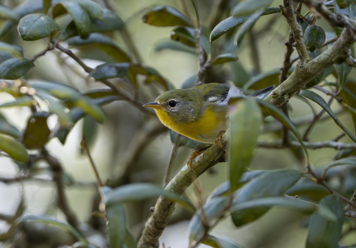 Northern Parula - ML638322267
