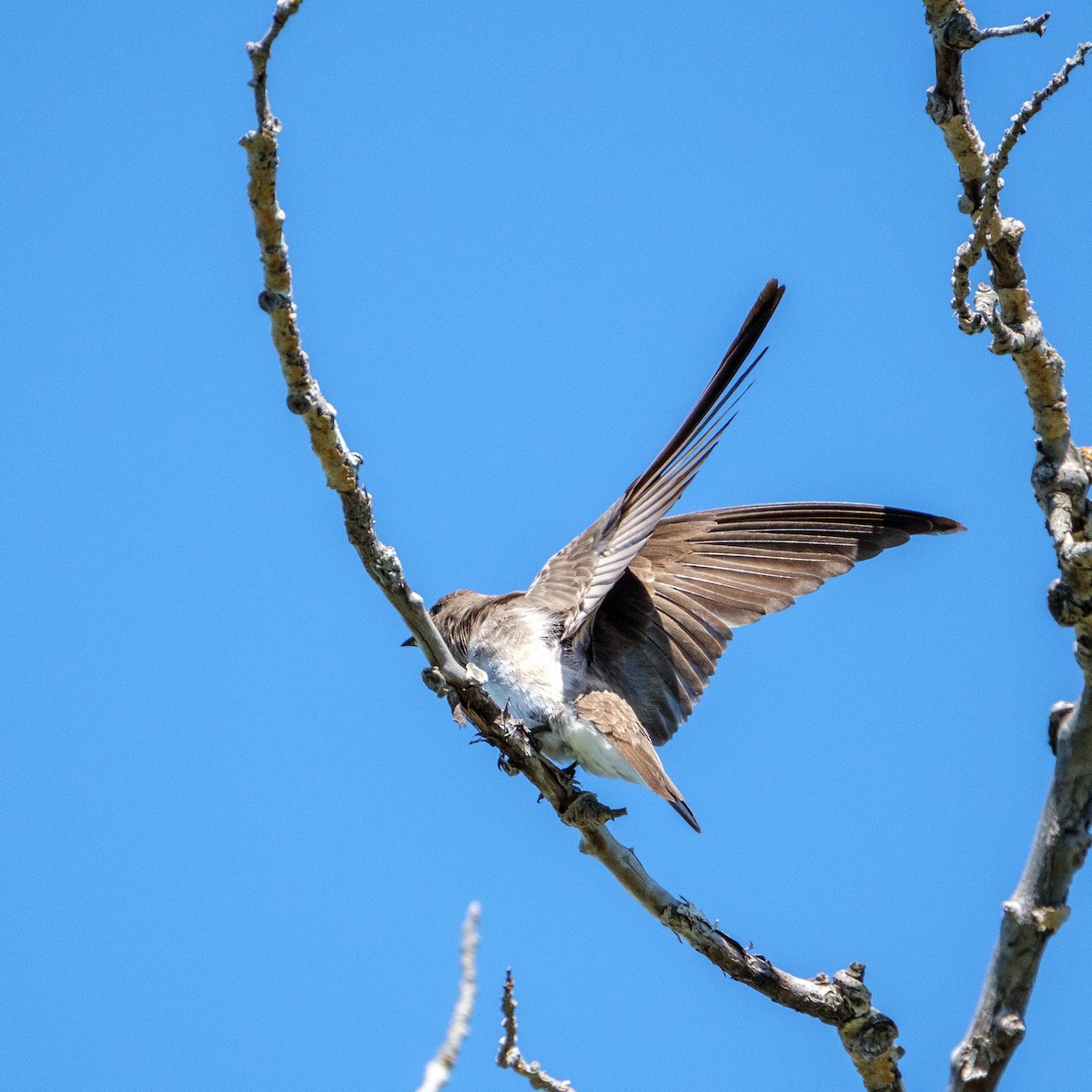 Northern Rough-winged Swallow - ML638322269