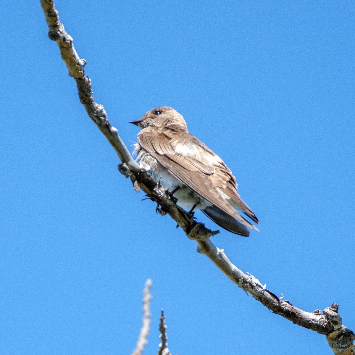 nordtaggsvale - ML638322270
