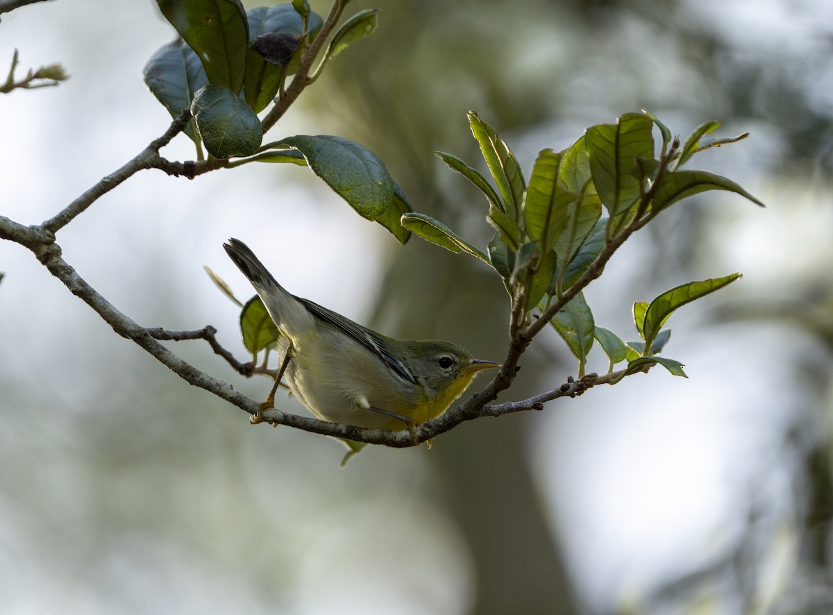 Northern Parula - ML638322271