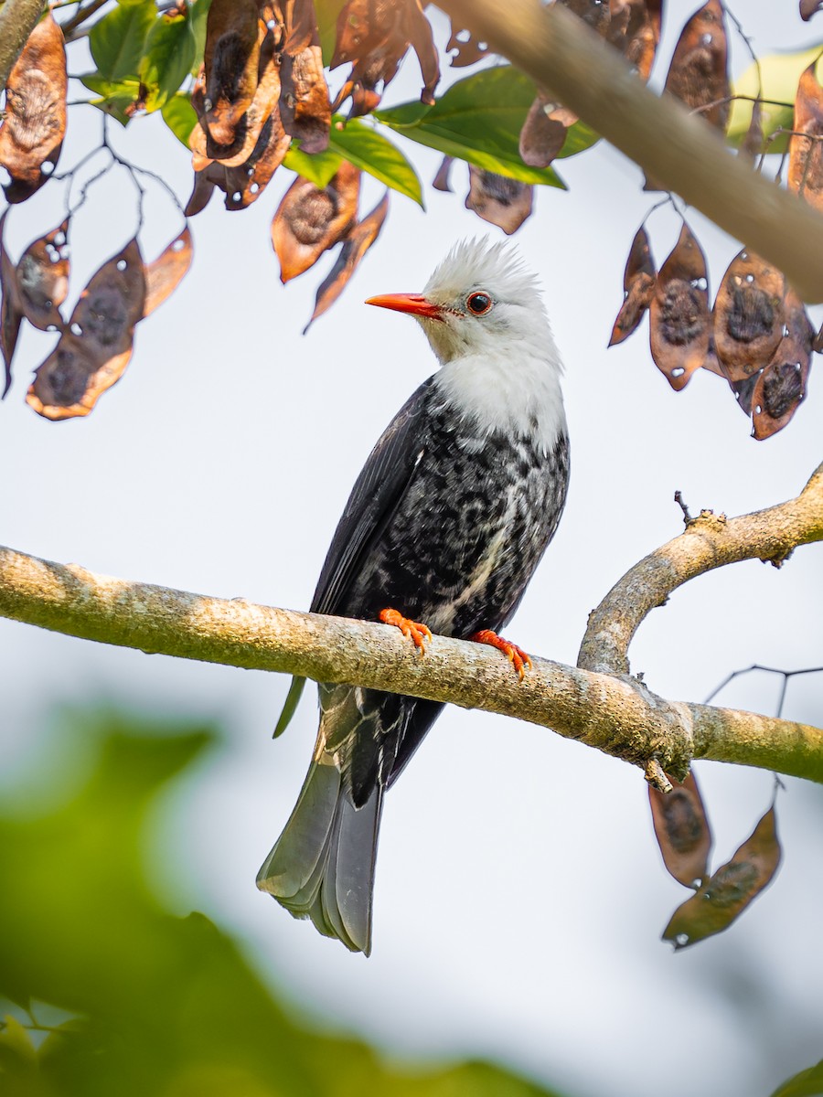 Black Bulbul - ML638322272