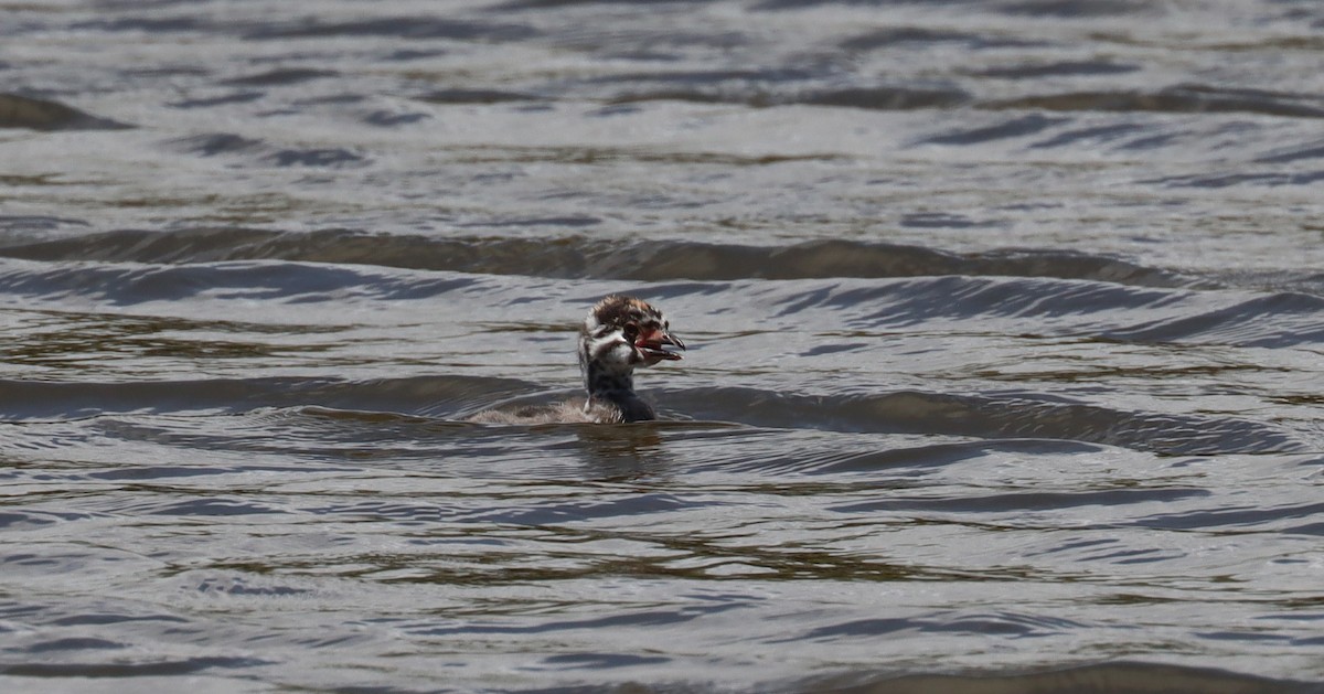 Pied-billed Grebe - ML638322274
