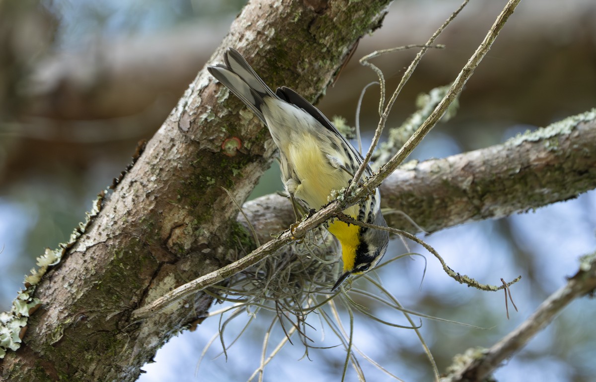 Yellow-throated Warbler - ML638322275
