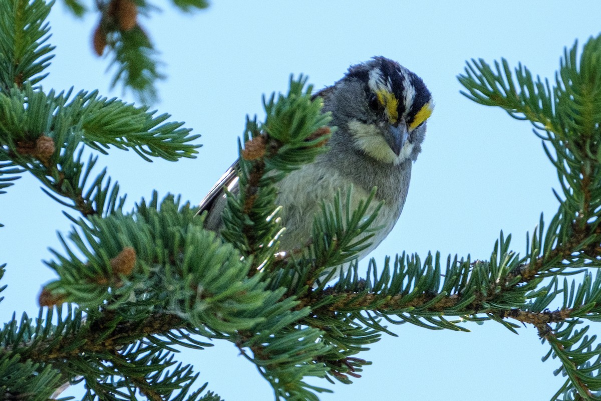 White-throated Sparrow - ML638322276