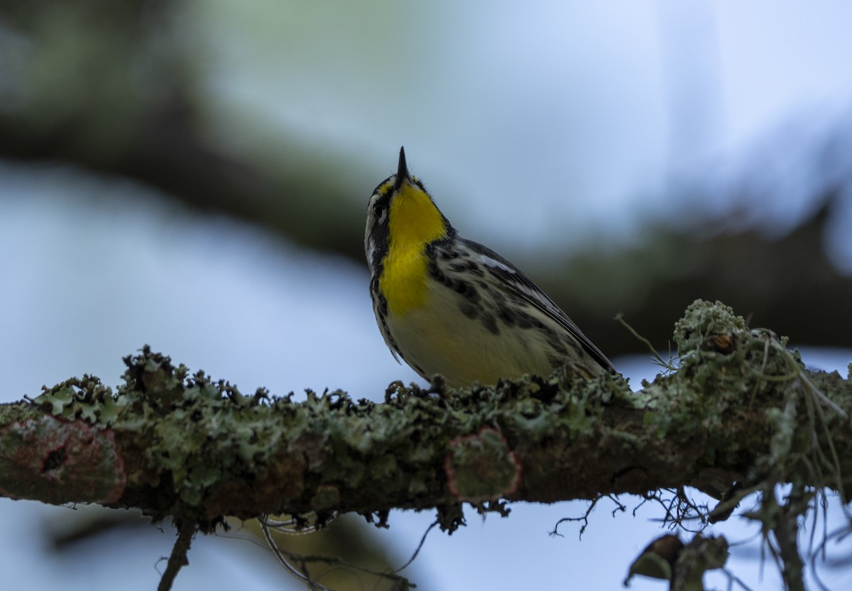Yellow-throated Warbler - ML638322279