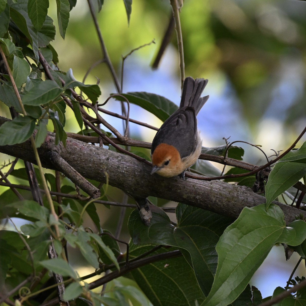 Buff-bellied Tanager - ML638322282