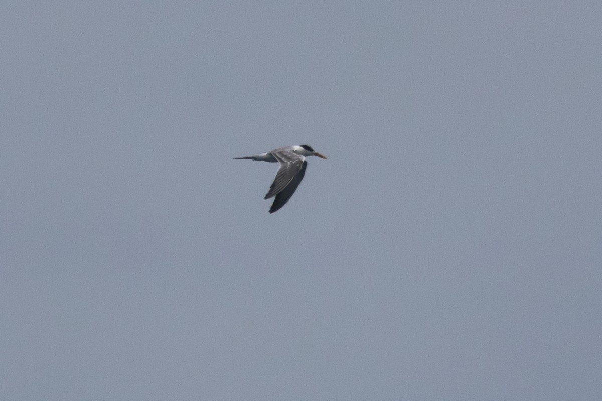 Great Crested Tern - ML638322283
