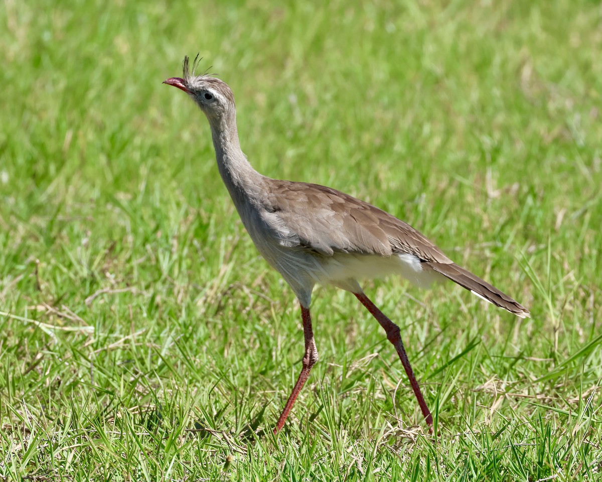 Red-legged Seriema - ML638322286