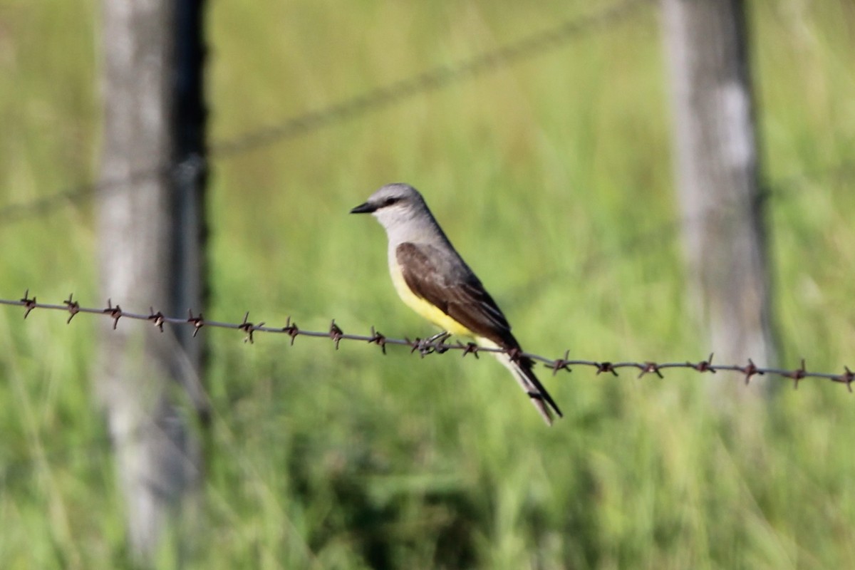 Western Kingbird - ML638322291
