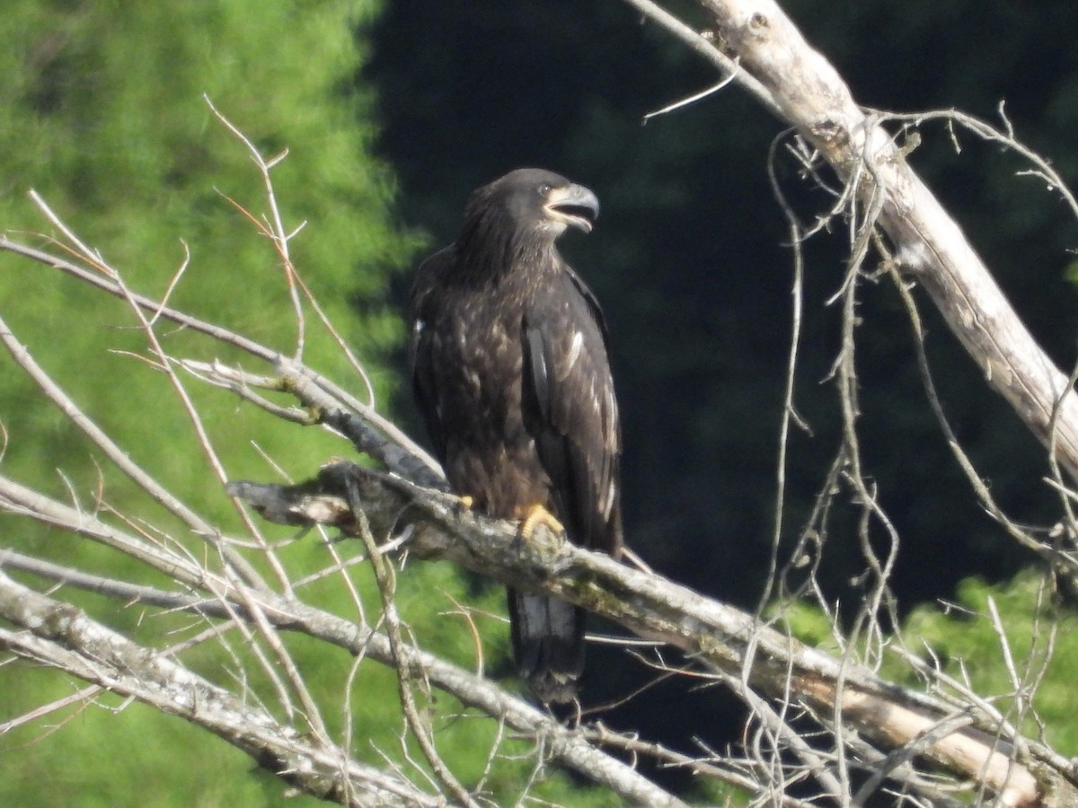 Bald Eagle - ML638322293