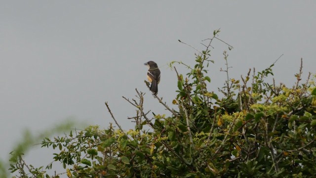 Southern Boubou - ML638322294