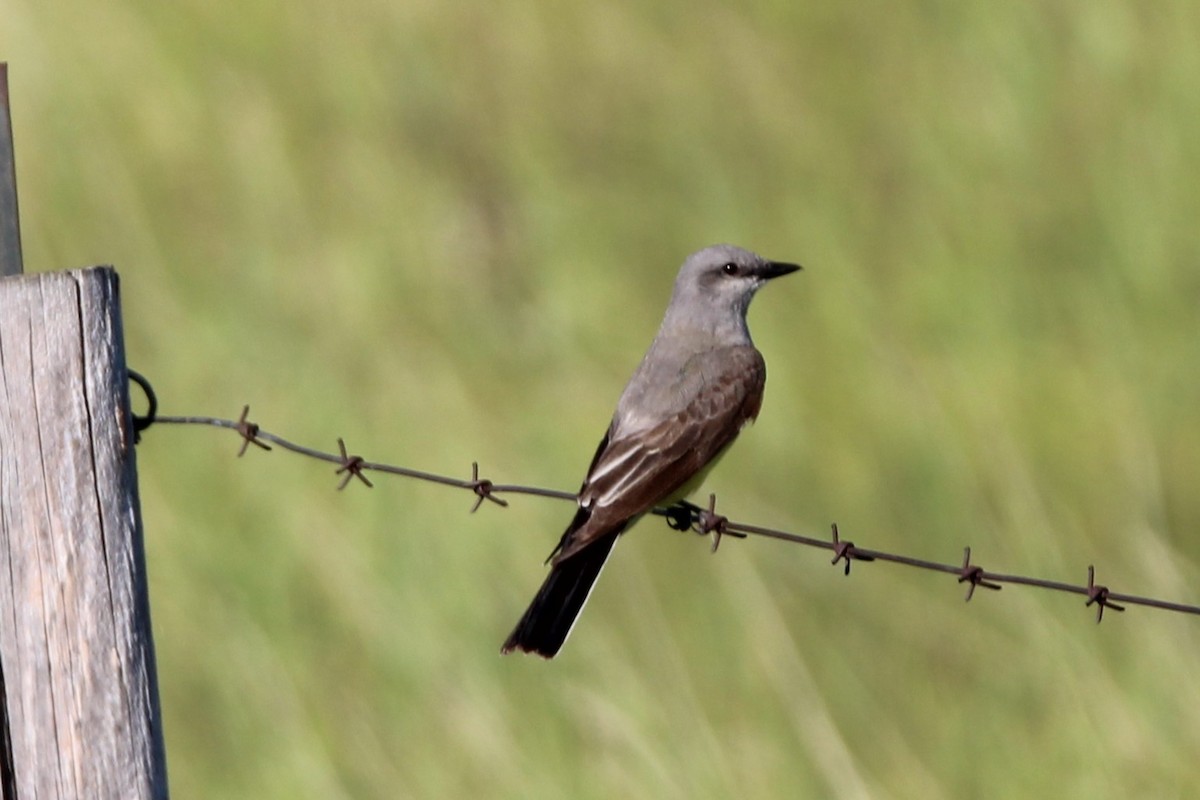 Western Kingbird - ML638322295