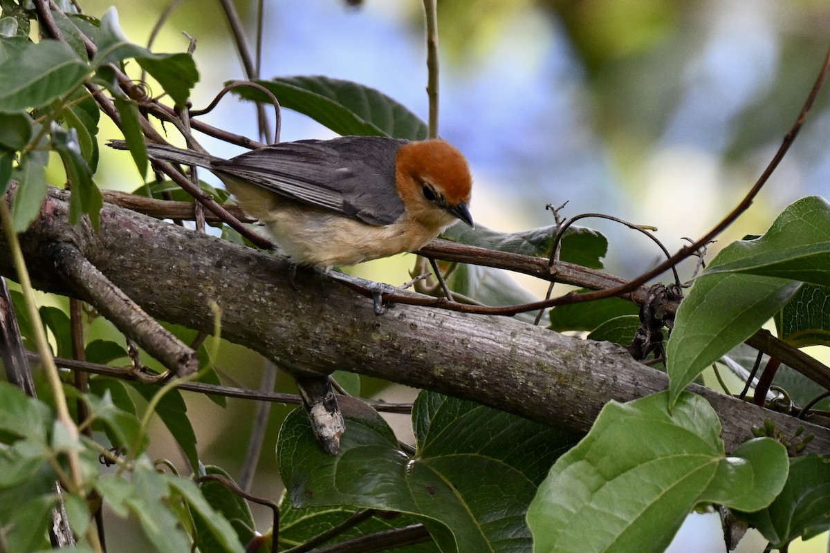 Buff-bellied Tanager - ML638322296