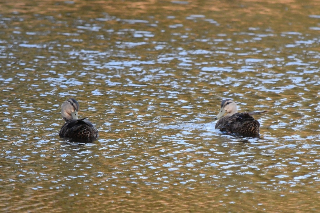 Mexican Duck - ML638322297