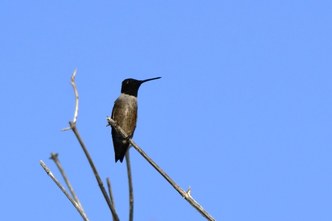 Colibri à gorge noire - ML638322299