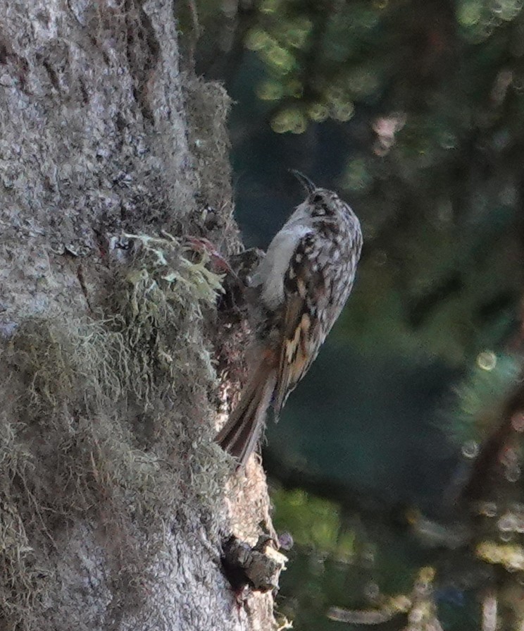 Eurasian Treecreeper - ML638322301