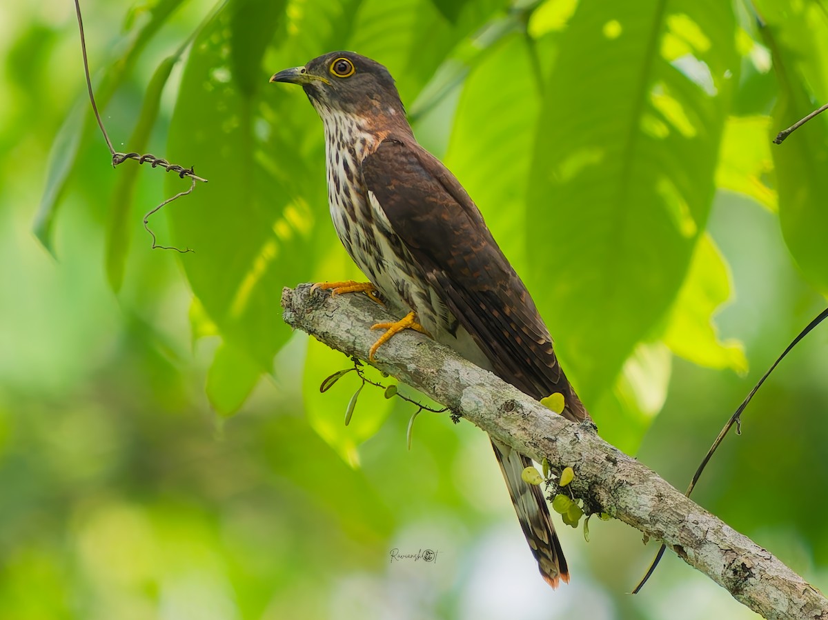 Hodgson's Hawk-Cuckoo - ML638322302