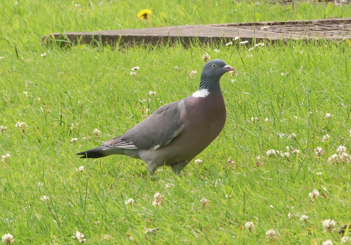 Common Wood-Pigeon - ML638322303