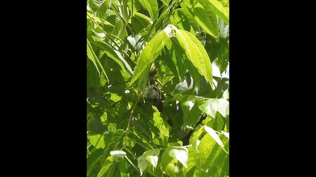 Northern Parula - ML638322315