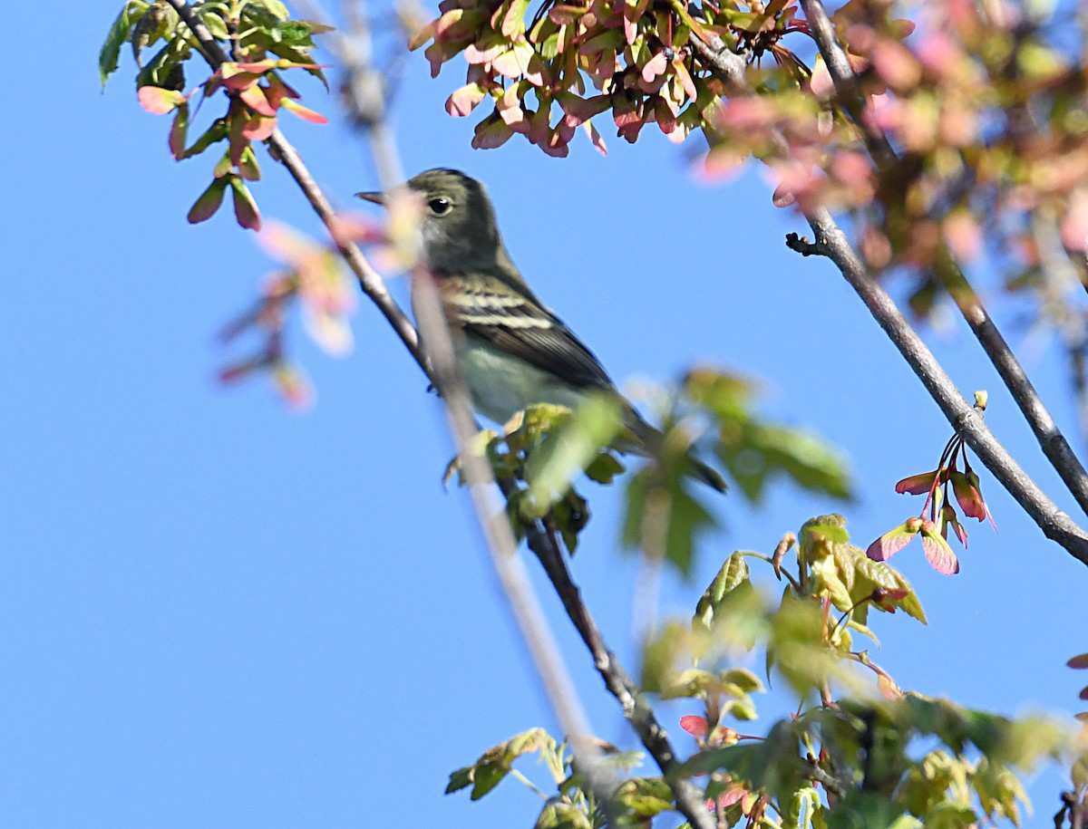 Alder Flycatcher - ML638322316