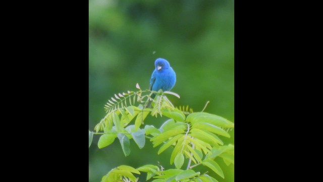 Indigo Bunting - ML638322334