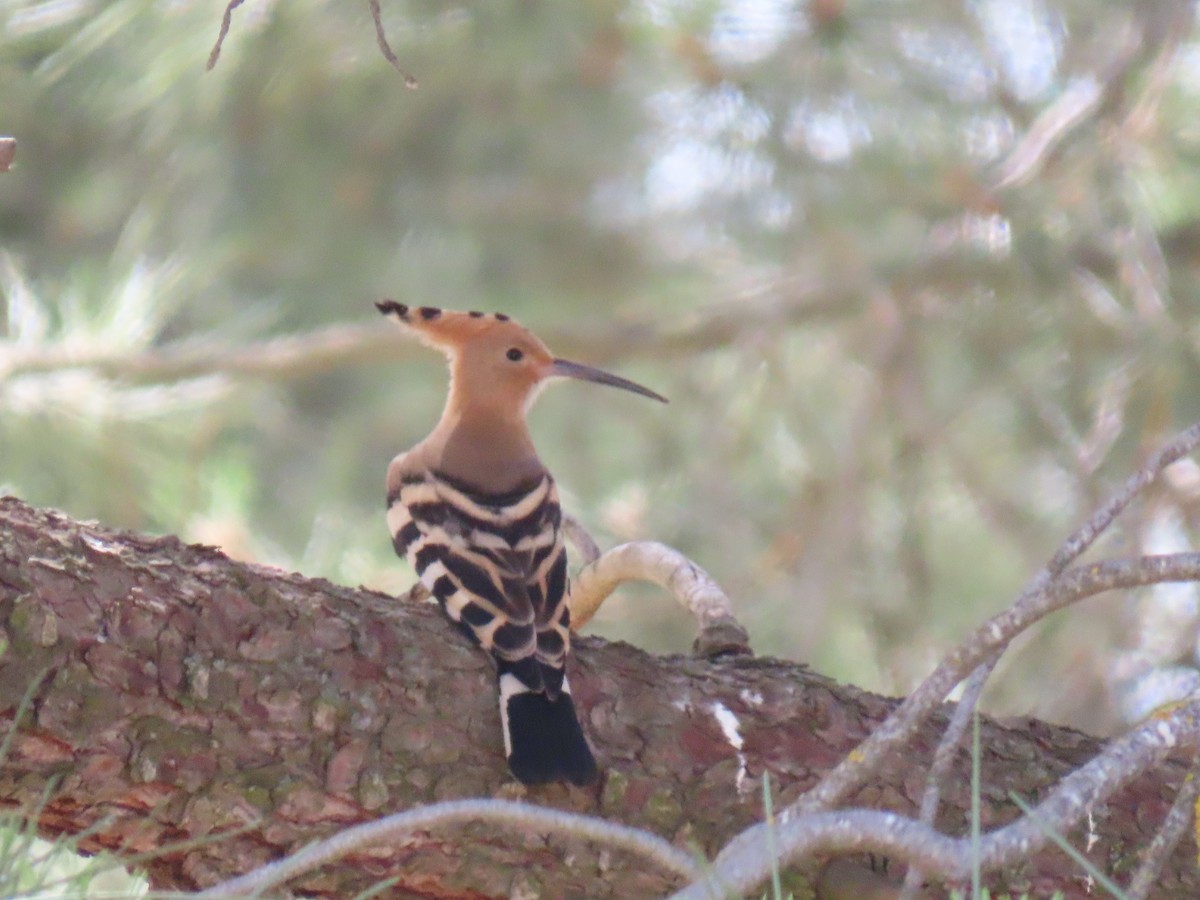 Eurasian Hoopoe - ML638322350