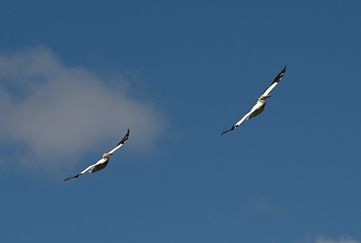 American White Pelican - ML638322357