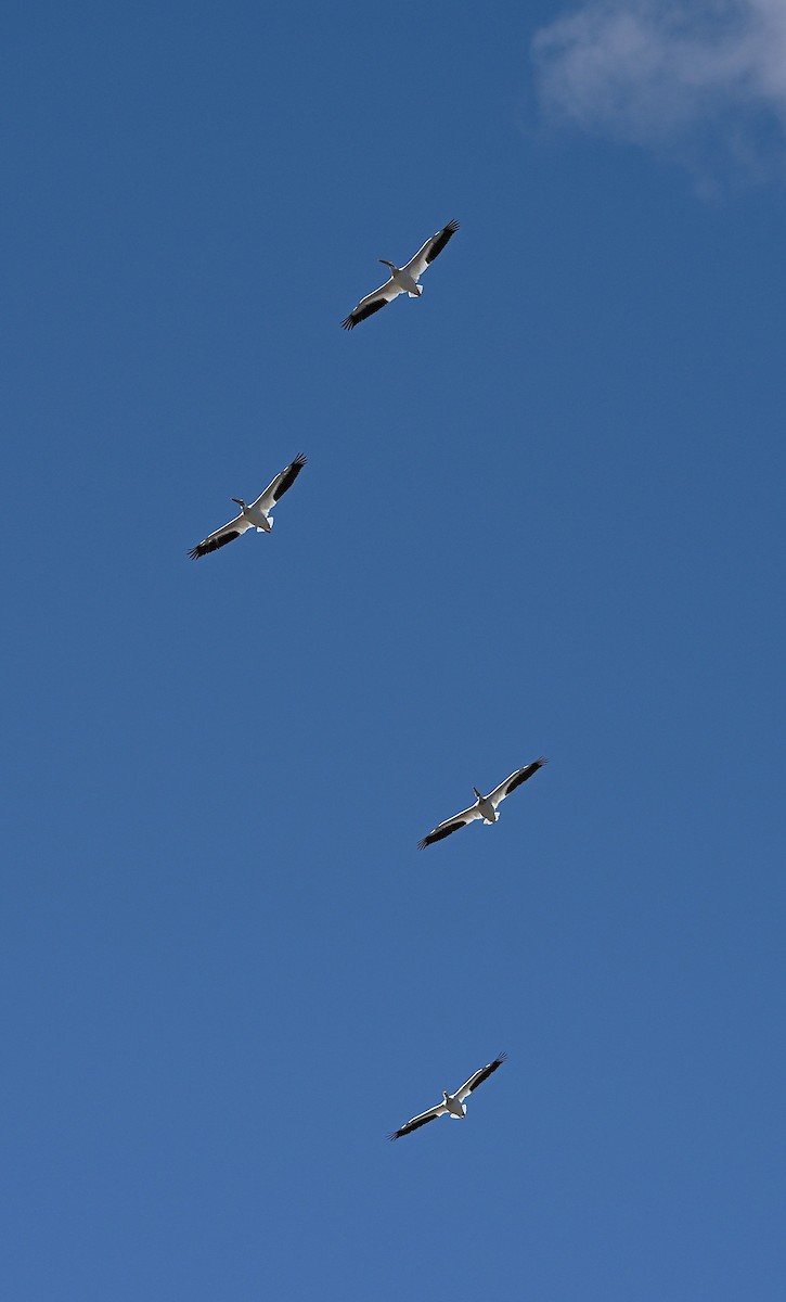 American White Pelican - ML638322359
