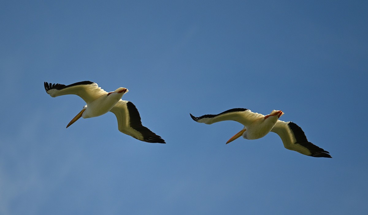 American White Pelican - ML638322360