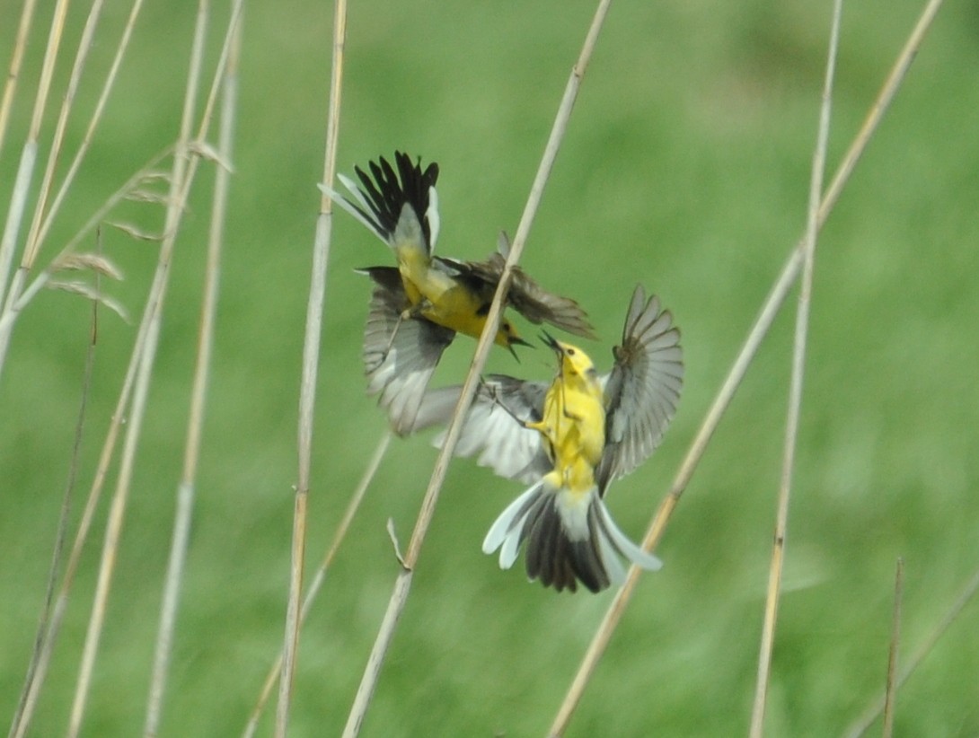 Citrine Wagtail - ML638322366
