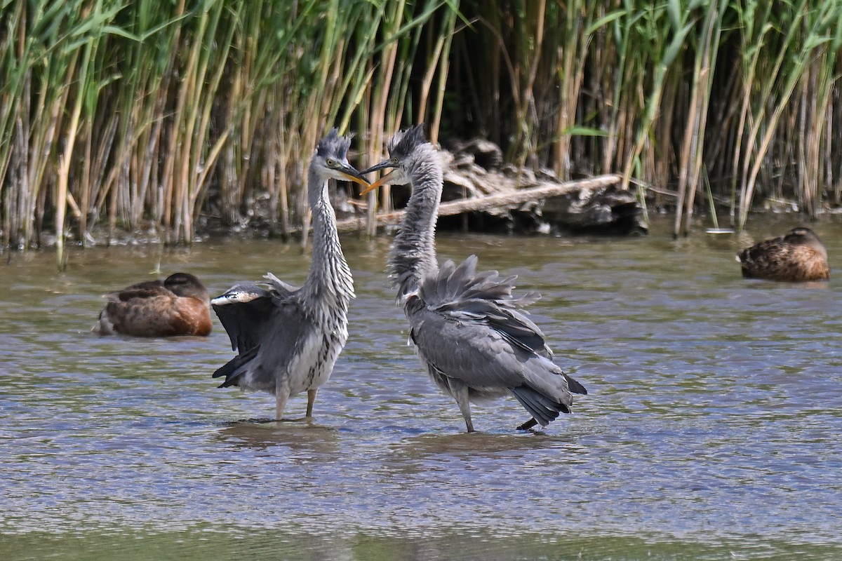Gray Heron - ML638322368