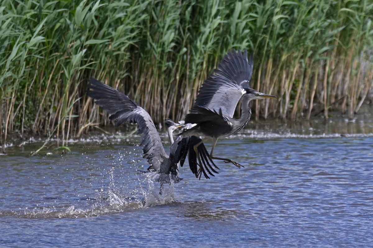 Gray Heron - ML638322369