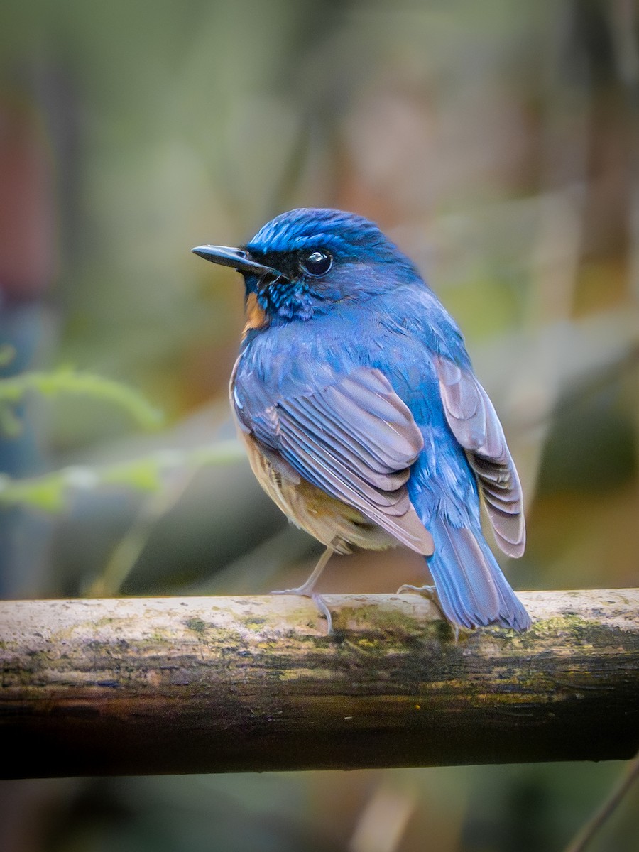 Chinese Blue Flycatcher - ML638322370