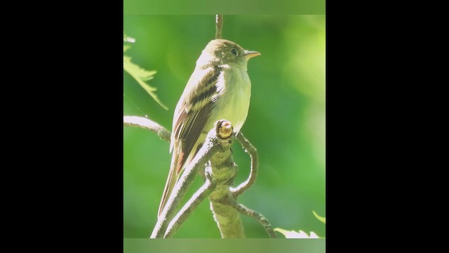 Acadian Flycatcher - ML638322376