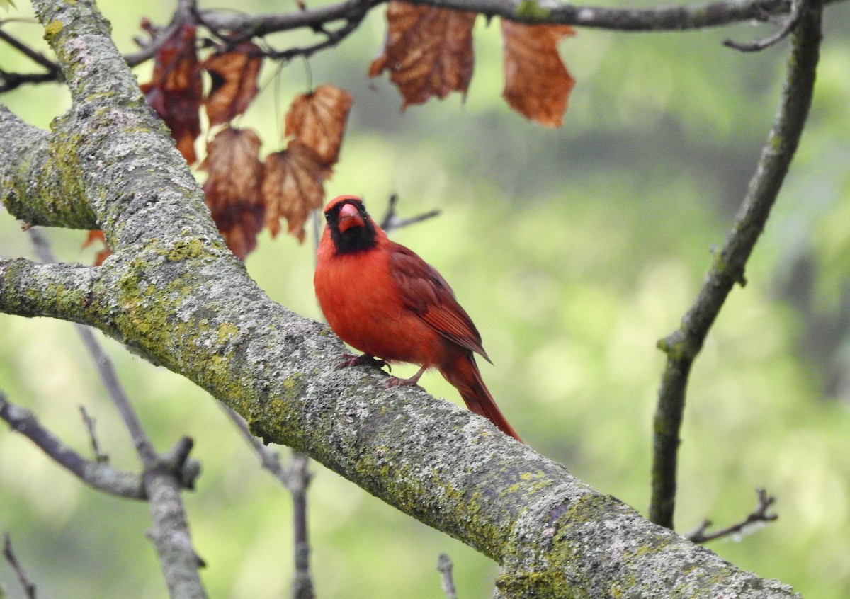 Northern Cardinal - ML638322390