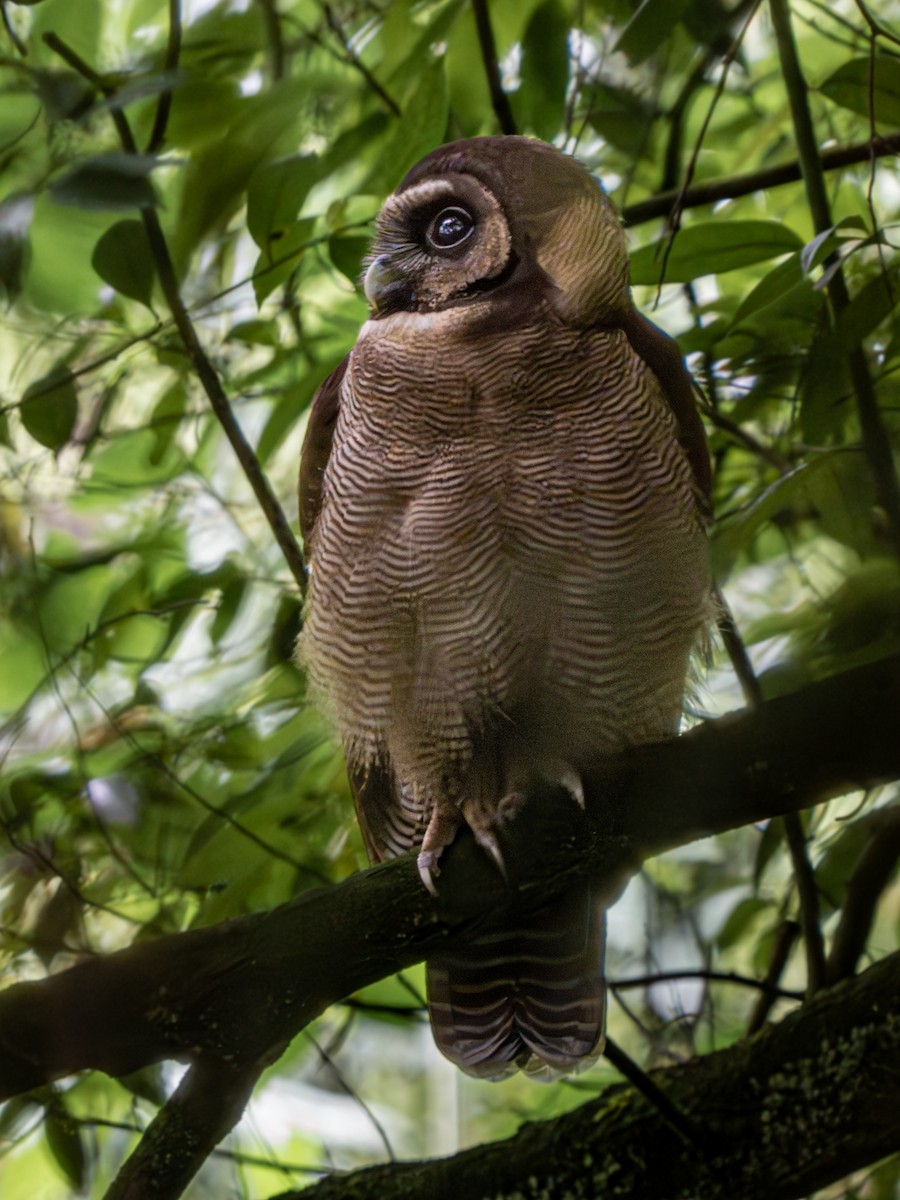 Brown Wood-Owl - ML638322393