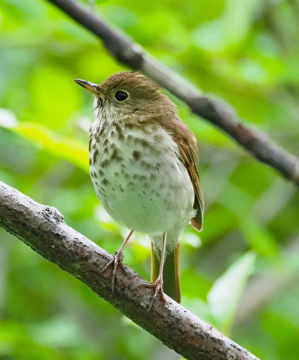 Hermit Thrush - ML638322400