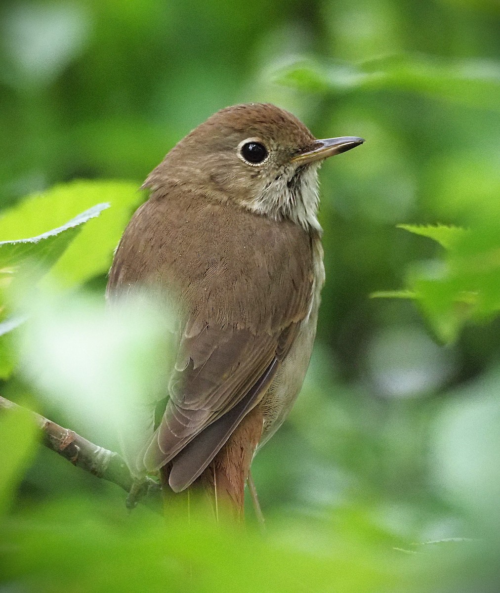 Hermit Thrush - ML638322401