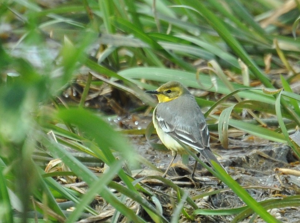 Citrine Wagtail - ML638322402