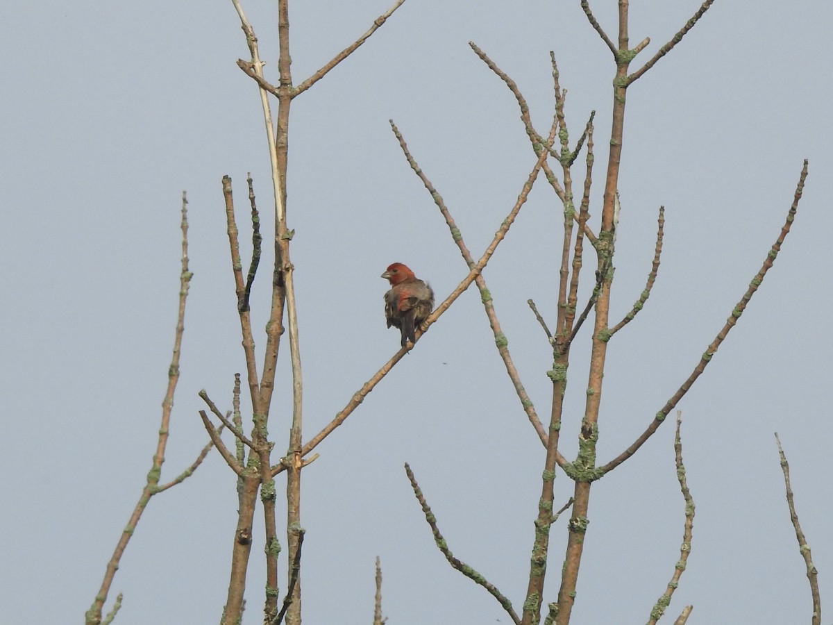 House Finch - ML638322406