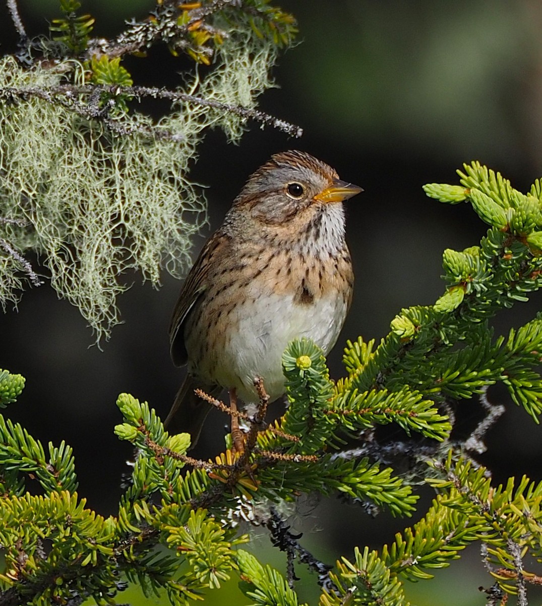 Lincoln's Sparrow - ML638322409