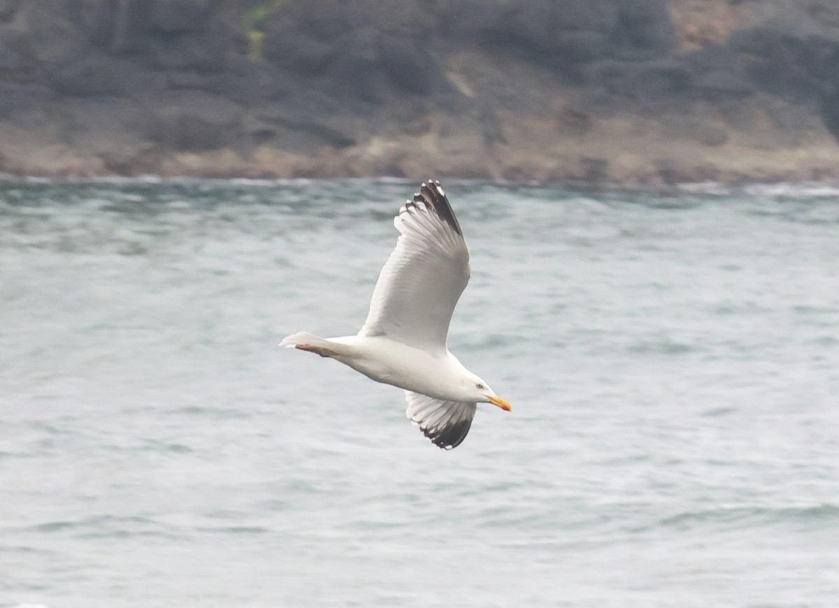 European Herring Gull - ML638322418