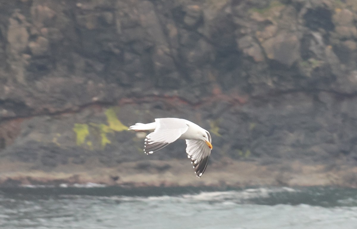 European Herring Gull - ML638322419