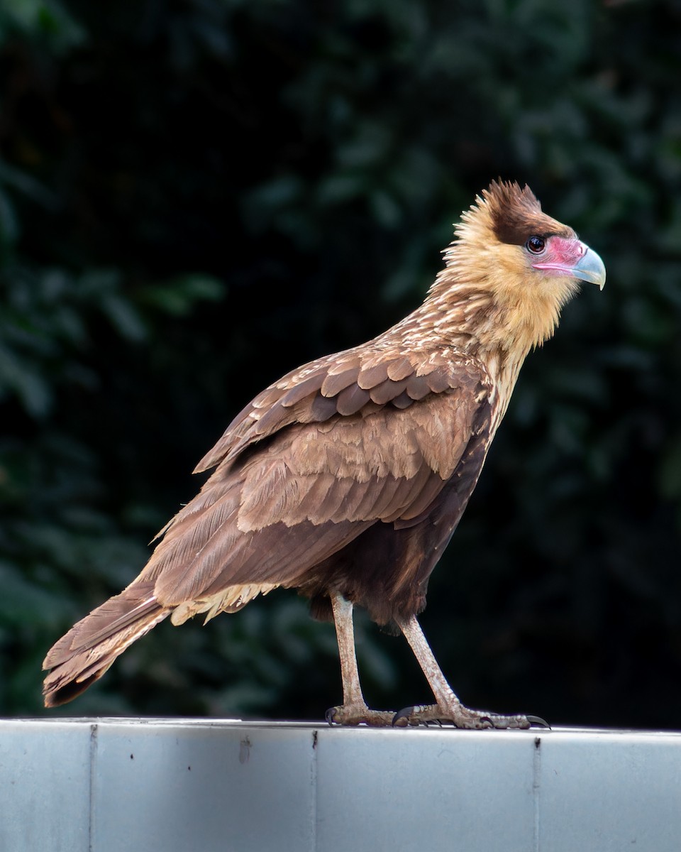 Crested Caracara - ML638322427